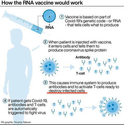 Cómo funcionaría la vacuna de ARN 1 1